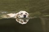 GOLDEN RETRIEVER 390